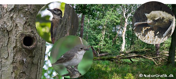 Naturskoven har med sine gamle, hule træer mange beboere Naturskoven har med sine gamle, hule træer mange beboere. Selvom skovarealet stiger i Danmark er der mindre arealer med naturskov. Som erstatning for de manglende hule træer bruger mange arter gerne en redekasse.