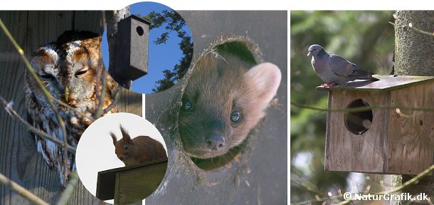 Mange arter vil gerne bruge redekasser Mange fuglearter, herunder natuglen og hulduen bruger gerne redekasser. Også måren kan finde på flytte ind i en redekasser - typisk en større kasse bygget til ugler. Af og til bruger egernet også en redekasse som opholdssted.