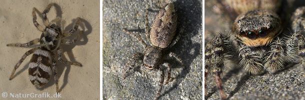 Springedderkopper Springedderkopper er bl.a. kendetegnet ved deres gode syn. De store øjne ses tydeligt. Til de almindeligste arter hører zebraedderkoppen (til venstre) og Stor springedderkop.