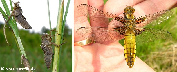 Efter at have levet en stor del af livet under vand kravler guldsmedens larve op ad en plantestængel for at påbegynde den fantastiske forvandling til et flyvende insekt. Insektet bryder ud af den gamle skal, der bliver efterladt tilbage som et tomt skelet (foto til venstre). Til højre en hun af arten blå libel, der lige er brudt ud af den gamle larveskal.