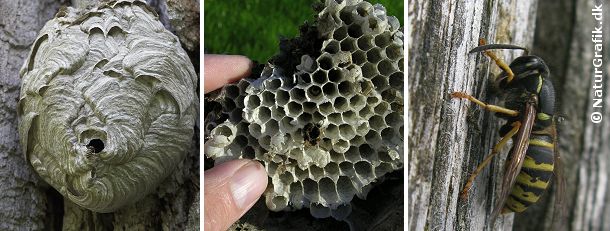 Hvepsebo Hvepseboet er opbygget af en papiragtig masse som hvepsene har samlet ved at begnave træer, havemøbler m.m. (foto til højre). Det midterste foto viser cellerne i boet, hvor larverne opfostres.