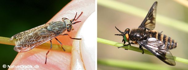 Regnklæg og guldklæg Regnklæg, Haematopota pluvialis (foto t.v.). Denne lidt mørke klæg kendes på den smalle kropsform og de marmorerede vinger.Guldklæg, Chrysops relictus (foto til højre). Guldklæg er en af de små klægarter, der ligesom regnklægen gerne angriber mennesker og kan derfor være ret generende. Guldklægen er let at kende fra de andre klægarter.