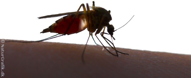 Stikmyg De myg de fleste kender som varsler af kløende mygstik er hun-myggen af slægten Aedes.