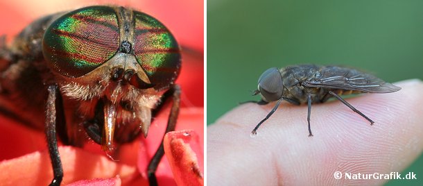 Klæger De større klægarter, herunder Hybomitra sp. (billedet til venstre) ses ikke hyppigt på mennesker. Hybomitra-arterne har farvestrålende øjne med røde tværbånd. Hesteklægen og okseklægen (Tabanus) er vores største klæger (foto til højre). De store brummende fluer generer sjældent mennesker, men forvilder sig af og til ind i huse, hvor de fanges i vindueskarmen.