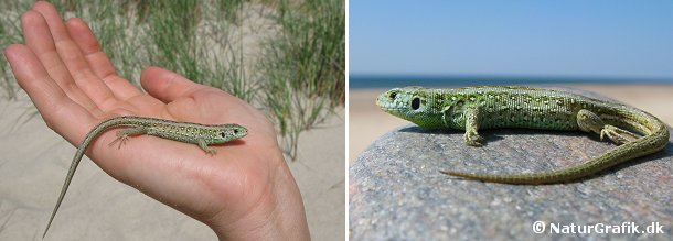 Markfirben I yngletiden april-juni får hannen en smuk grøn farve. Markfirbenet træffes bl.a. på heder og klitter. Der er størst chance for at se markfirbenet, når det solbader om formiddagen og sidst på eftermiddagen.