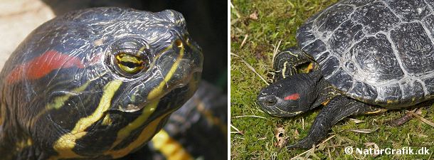 Rødøret terrapin Rødøret terrapin har været hyppig som kæledyr. Desværre er mange blevet sat ud i naturen når kæledyret ikke længere var interessant. Skildpadden kan ikke klare det danske vinterklima.