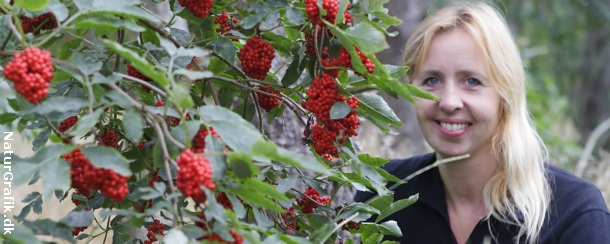 Giftige bær i naturen! naturguide.dk danmarks natur pÃ¥ nettet Vilde træer med røde bær