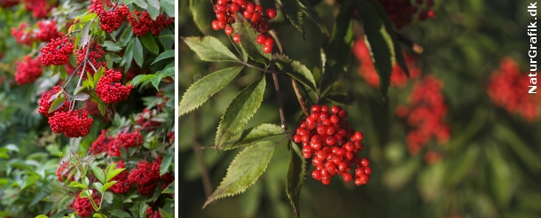 Giftige bær i naturen! naturguide.dk danmarks natur pÃ¥ nettet Vilde træer med røde bær