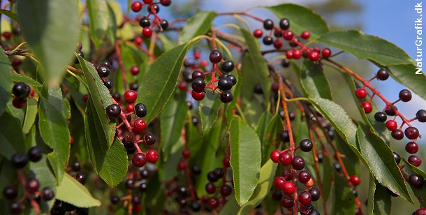 Giftige bær i naturen! naturguide.dk danmarks natur pÃ¥ nettet Vilde træer med røde bær