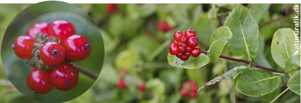 Giftige bær i naturen! naturguide.dk danmarks natur pÃ¥ nettet Vilde træer med røde bær