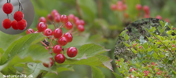 Giftige bær i naturen! naturguide.dk danmarks natur pÃ¥ nettet Vilde træer med røde bær