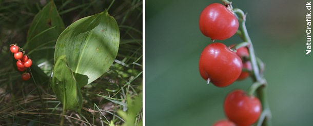 Giftige bær i naturen! naturguide.dk danmarks natur pÃ¥ nettet Vilde træer med røde bær