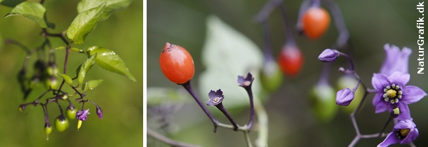 Giftige bær i naturen! naturguide.dk danmarks natur pÃ¥ nettet Vilde træer med røde bær