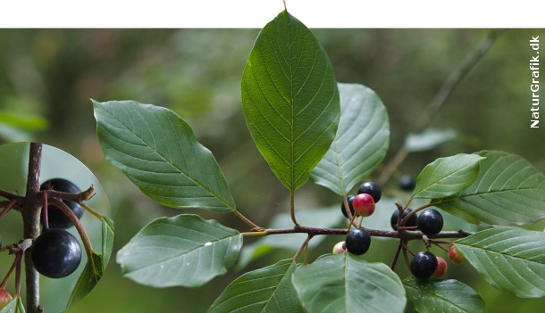 Giftige bær i naturen! naturguide.dk danmarks natur pÃ¥ nettet Vilde træer med røde bær
